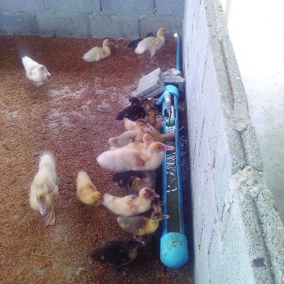 ระบบฟาร์มเลี้ยงเป็ดอัตโนมัติ เลี้ยงเป็ดโดยไม่ต้องมีบ่อน้ำ 