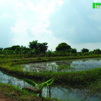 น้ำท่วม ภัยแล้ง อยู่รอดได้ ด้วยโคก หนอง นาโมเดล