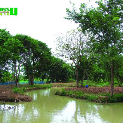 ขุดสระเก็บน้ำ ขุดคลองไส้ไก่ กระจายน้ำให้ทั่วสวน จัดการน้ำในพื้นที่ สู้วิกฤติ พึ่งพาตนเอง