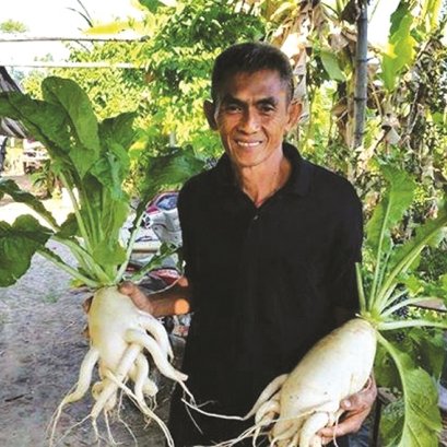 ปลูกผักอินทรีย์แบบมืออาชีพ ธงชนะ พรหมมิ