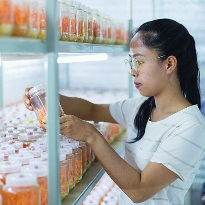 การเพาะเลี้ยงเห็ดถังเช่าด้วยห้องเพาะเลี้ยงแบบอัตโนมัติ