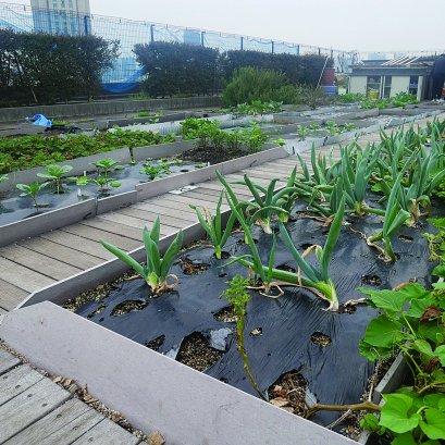 อันซีนโตเกียว ตึกหุ่นยักษ์รักษ์โลก กับสวนผักลอยฟ้า