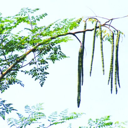 เล่าสู่กันฟังฉบับที่ 4/2561