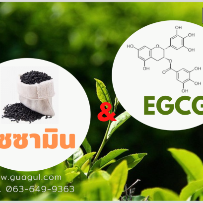 Sesamin & EGCG (เซซามิน & อีจีซีจี)