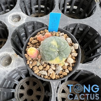 Lophophora williamsii v. caespitosa f. variegated