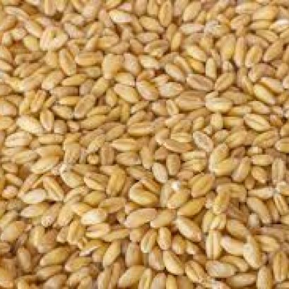 ็How good is Germinated GABA rice for brain?