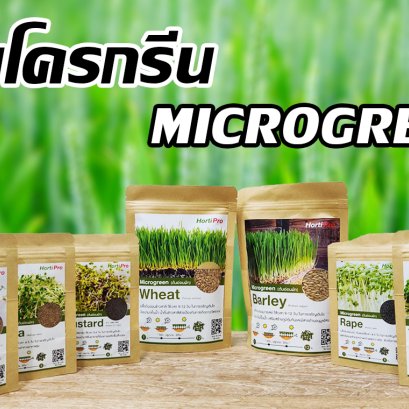 วิธีการปลูกไมโครกรีน (Microgreen)