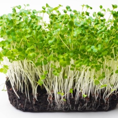 ไมโครกรีน Microgreens