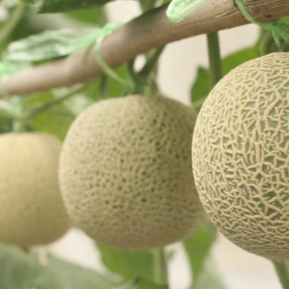 เมล่อน (Melon) วิธีการปลูกเมล่อน