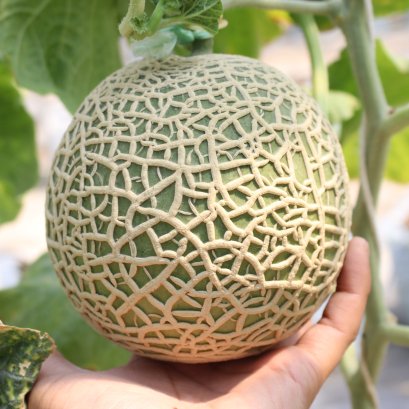 How to grow melons