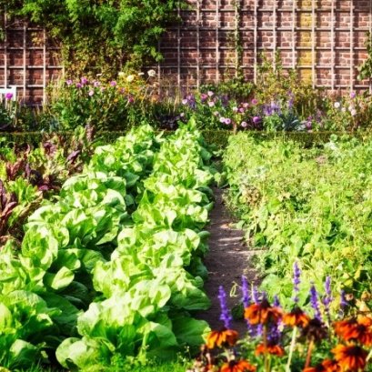 มาเริ่มต้นปลูกผักสวนครัวด้วยกัน!