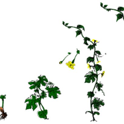 มะระจีนและการเพาะปลูก