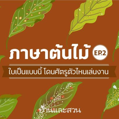 ใบเป็นแบบนี้ โดนศัตรูตัวไหนเล่นงาน