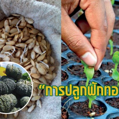 วิธีการปลูกฟักทอง