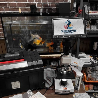 รักษาปลานอกสถานที่