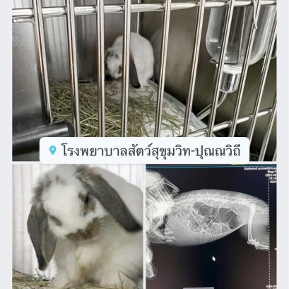 น้องกระต่ายท้องอืด 