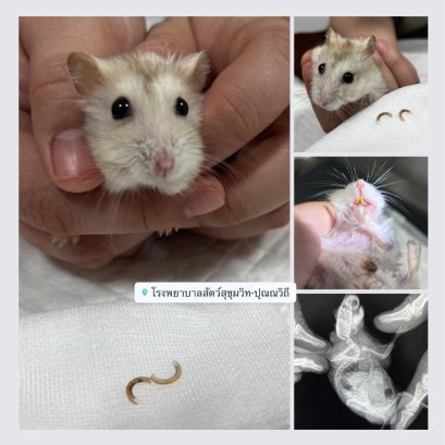 ตัดฟันแฮมเตอร์