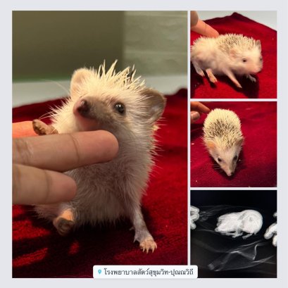 น้องเม่นน้อยเป็นหวัด