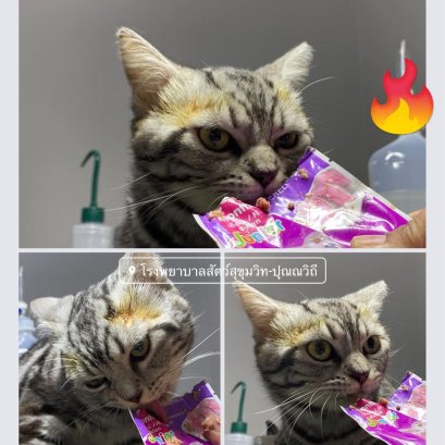 น้องแมวเข้ามาทำอผล