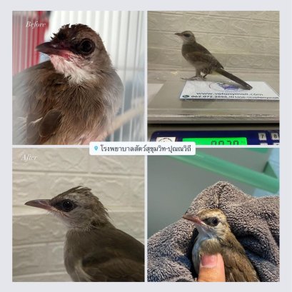 น้องปุ๊กลุ๊ก นกปรอดตัวน้อย