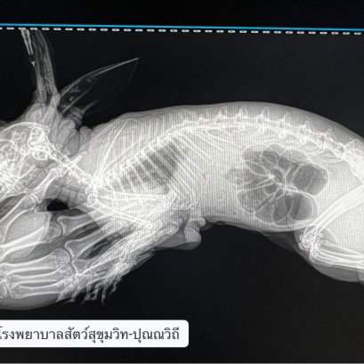 กระต่ายท้องอืด