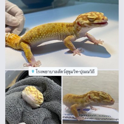 leopard gecko ไม่สบาย