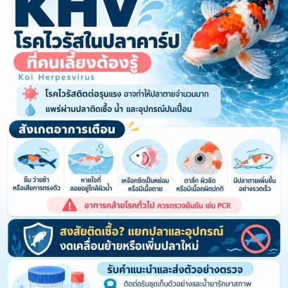ปลาคาร์ปป่วย