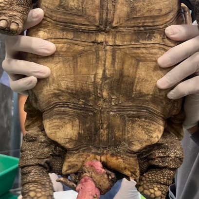 Organ Prolapse ในเต่าบก