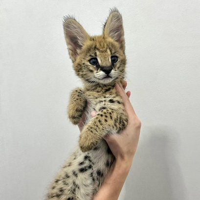 ตรวจสุขภาพแมว