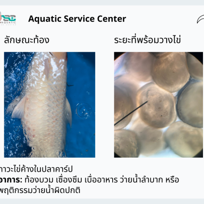 ภาวะปลาไข่ค้าง