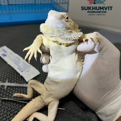 น้อง Bearded Dragon