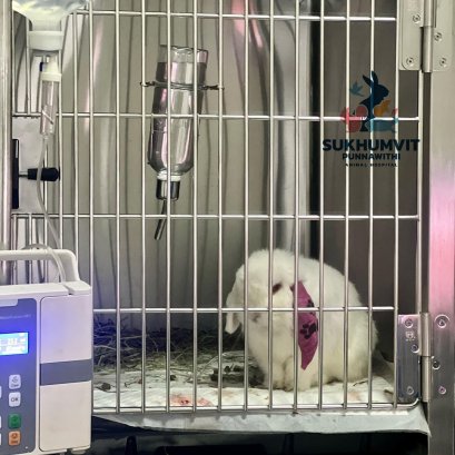 น้องกระต่าย กระเพาะปัสสาวะอักเสบ