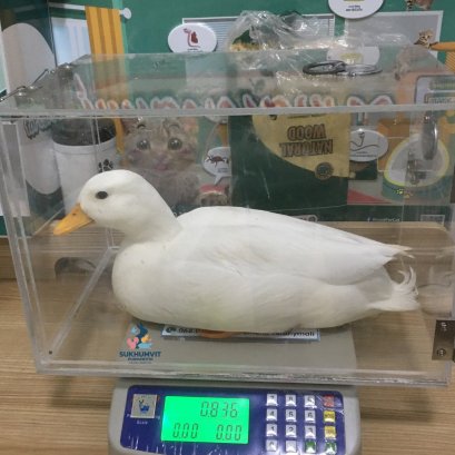 น้องเป็ดขาเป็นแผล