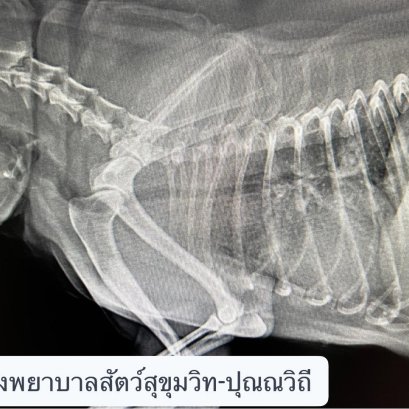 น้องสุนัขมีอาการหายใจลำบาก