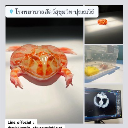 กบฮอร์นฟรอก มีอาการบวมน้ำ