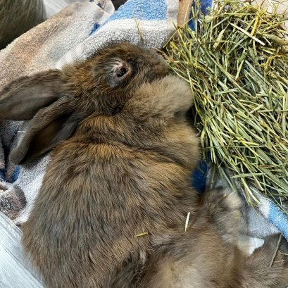 น้องกระต่าย กินอาหารเม็ดเป็นหลัก