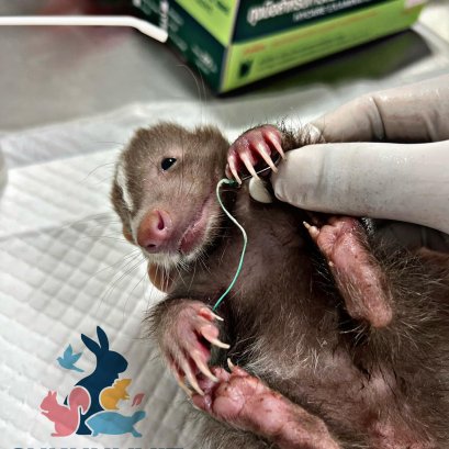 น้องสกั๊งค์เกิดอุบัติเหตุเบ็ดเกี่ยวมือ 