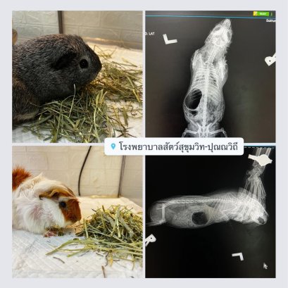 ภาวะท้องอืด