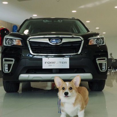 ‘น้องลูคัส’ สุนัขพันธุ์คอร์กี้ ที่พกความน่ารักมาเต็ม 100