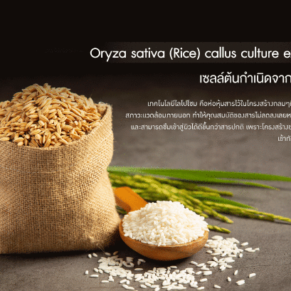Oryza sativa (Rice) callus culture 