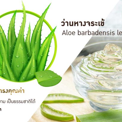 Aloe barbadensis leaf 