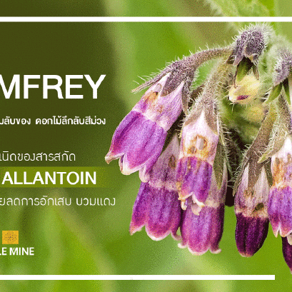 เผยความลับของ Comfrey ดอกไม้ลึกลับสีม่วง