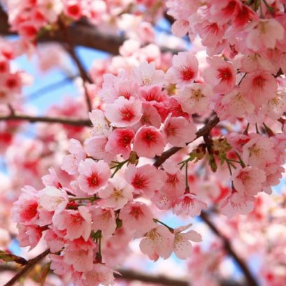 Double-Flowered Cherry Blossoms and Sake Lees Fermented with Double-Flowered Cherry Yeast