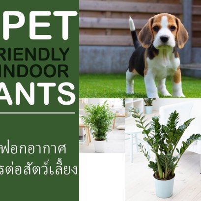 ต้นไม้ฟอกอากาศและเป็นมิตรกับสัตว์เลี้ยง