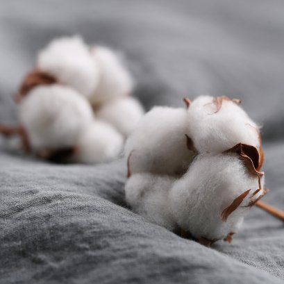 ผ้าฝ้าย (Cotton) คืออะไร