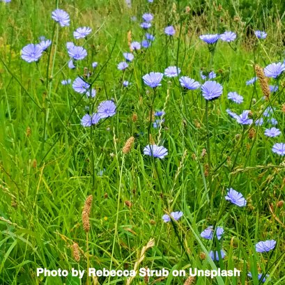 ผ้าลินิน (linen)