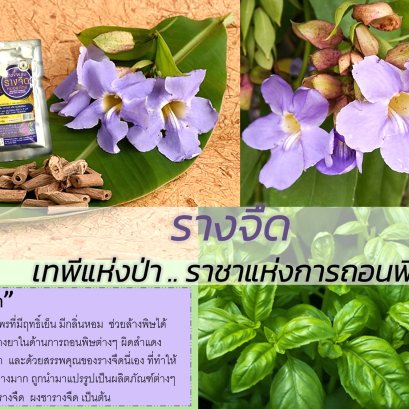 "รางจืด" เทพีแห่งป่า  ราชาแห่งการถอนพิษ 