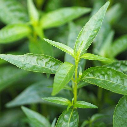 ผงใบฟ้าทะลายโจร กับสารสกัดฟ้าทะลายโจร