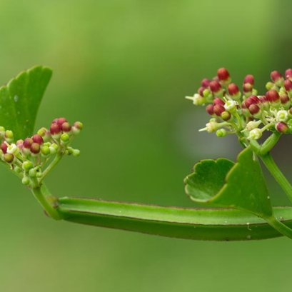 เพชรสังฆาต แก้ริดสีดวง ช่วยลดน้ำหนัก
