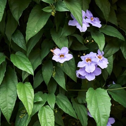 สมุนไพร รางจืด ล้างพิษยาฆ่าแมลง ช่วยเลิกเหล้าเลิกยาเสพติด!!